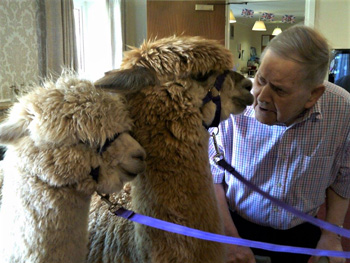 A pair of alpacas, named Gloria and Gaynor, temporarily moved into a care home in North Yorkshire.